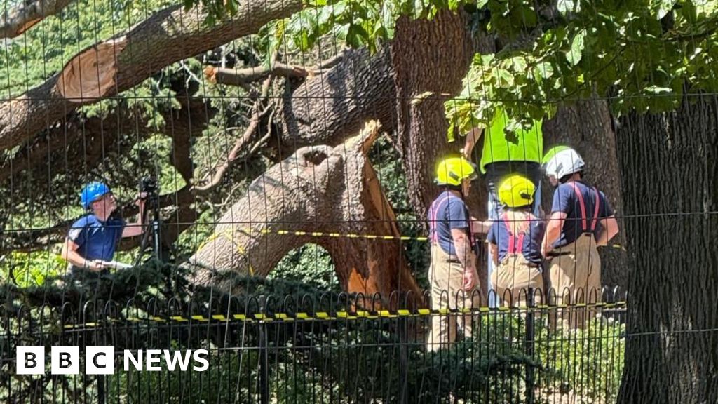 Southend tree that killed child was propped up for decades Southend tree that killed child was propped up for decades