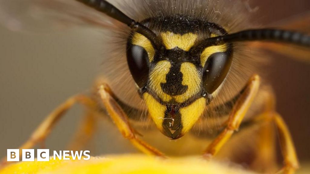 Wasps are back this summer in the UK – a lot of them Wasps are back this summer in the UK – a lot of them