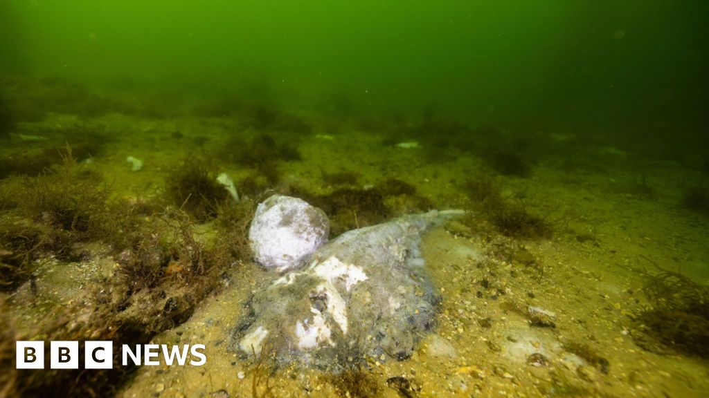 Algal bloom killing marine life in South Australia is ‘disaster’, premier says Algal bloom killing marine life in South Australia is ‘disaster’, premier says