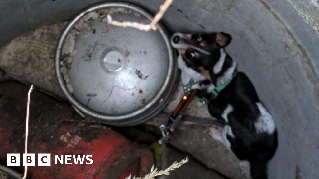 Corby dog saved after being stuck down well for 11 days