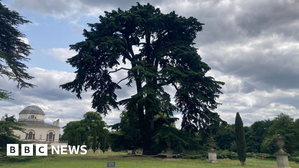 Tree of the Year shortlist includes cedar climbed by Beatles