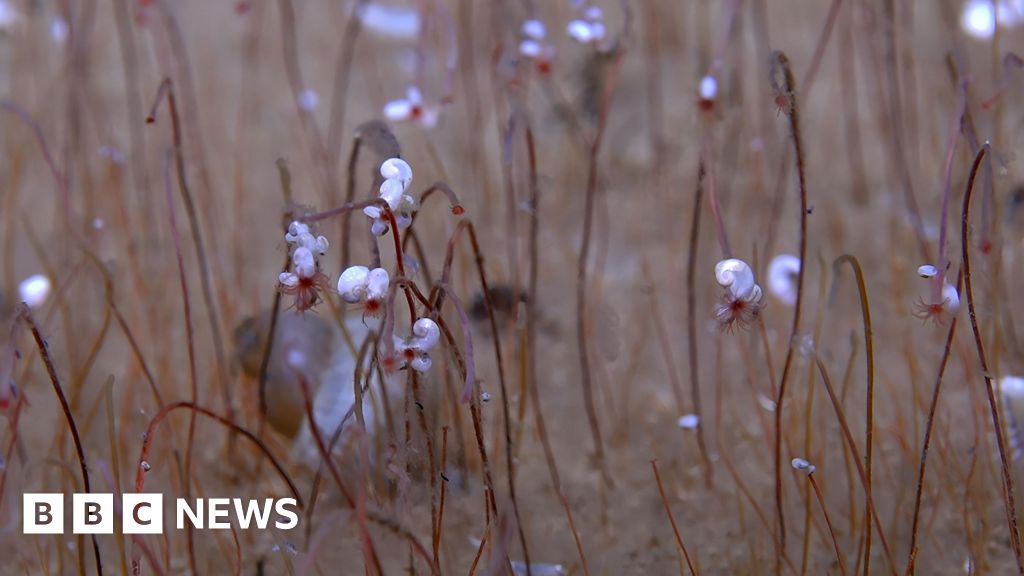 ‘Communities’ of strange, extreme life seen for first time in deep ocean ‘Communities’ of strange, extreme life seen for first time in deep ocean