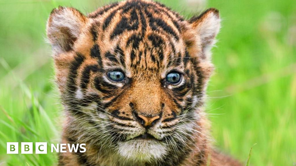 Largest Sumatran tiger litter in the UK born in Pembrokeshire