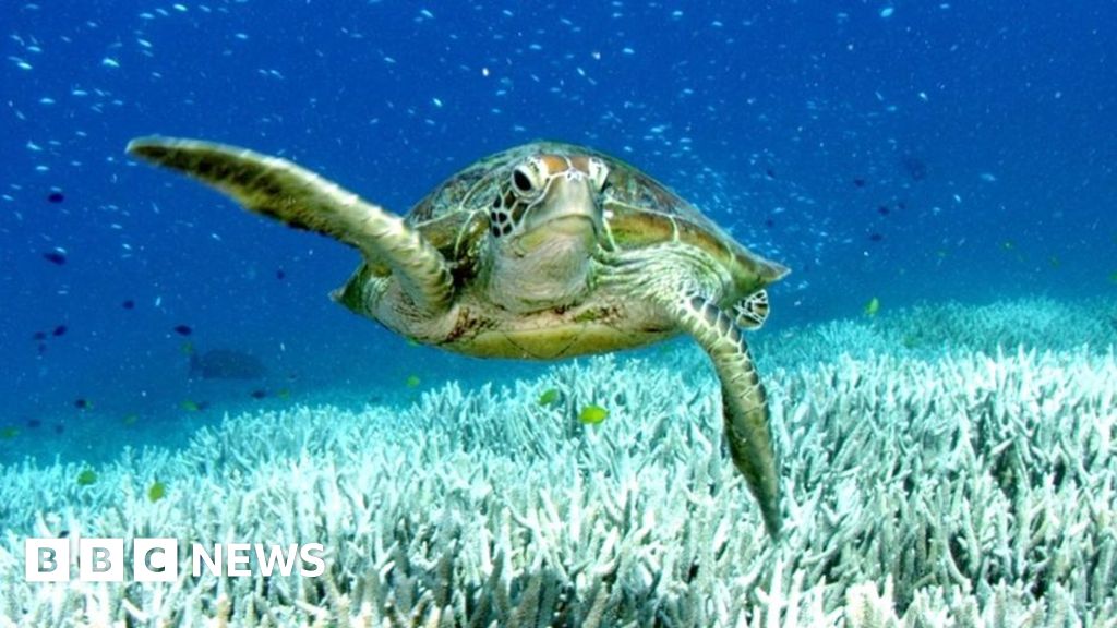 Australia’s coral reefs bleached by marine heatwave