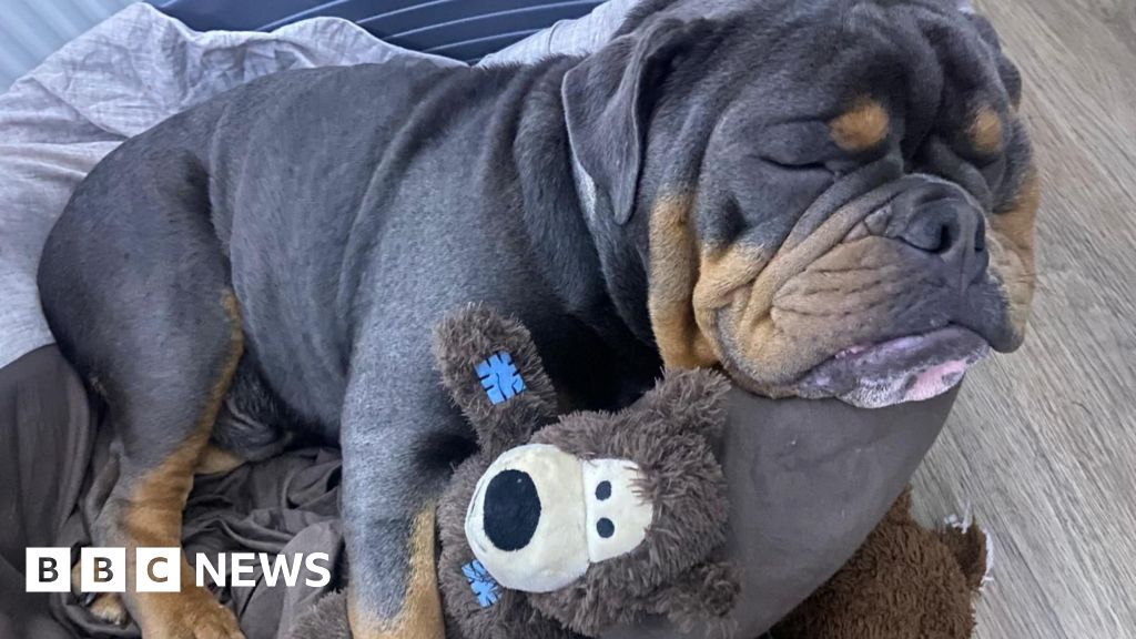 Animal cruelty reports rise by a third in a year