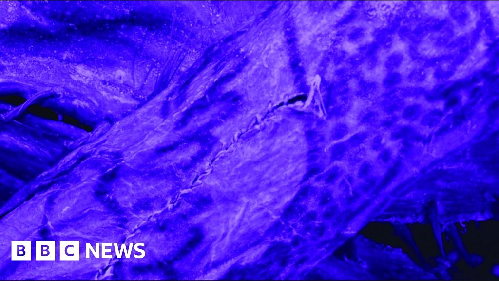 2,500-year-old Siberian ‘ice mummy’ had intricate tattoos