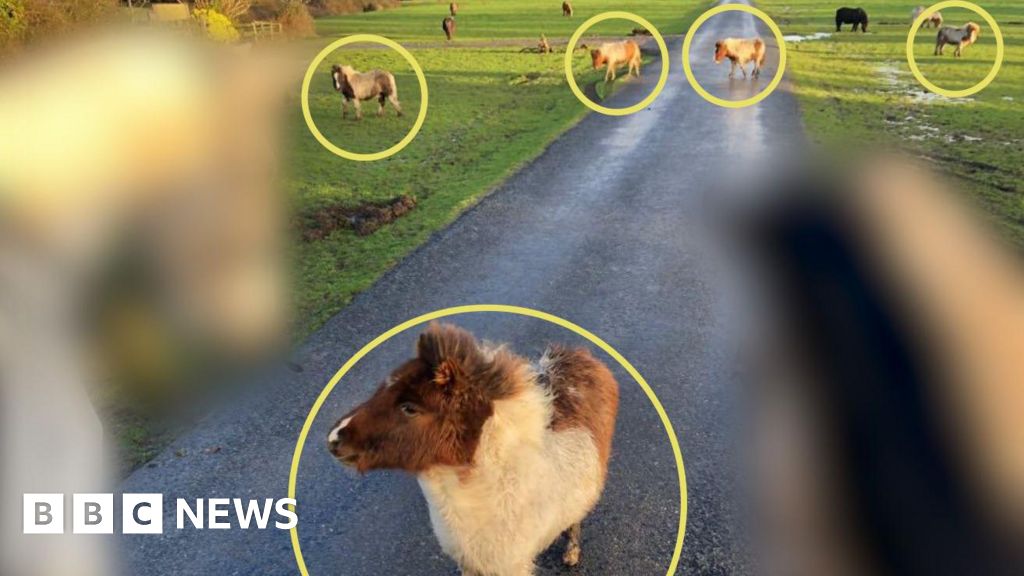 National hunt for six stolen Shetland New Forest ponies