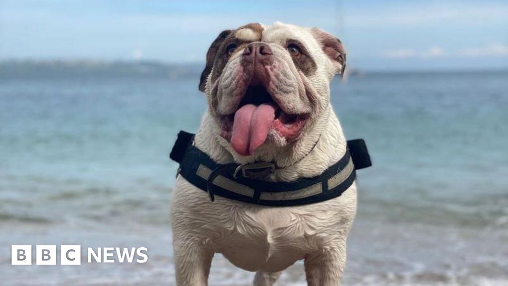 Your new banknote ideas – from British Bulldogs to Fawlty Towers