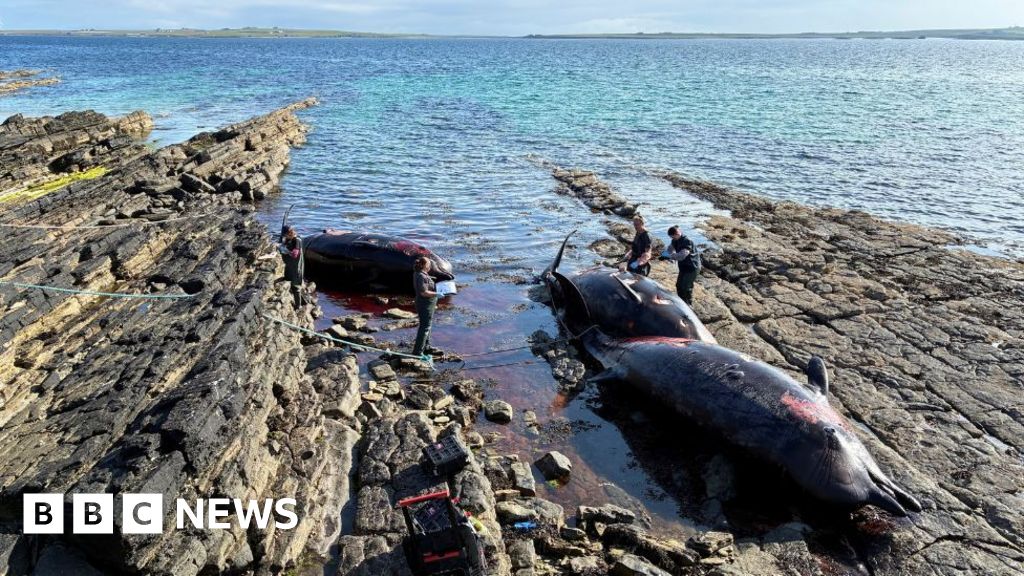 Three bottlenose whales found dead in Orkney stranding