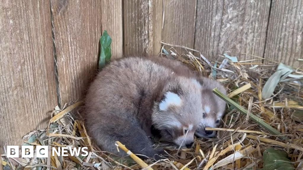 Red panda twins born in Isle of Wight zoo breeding programme