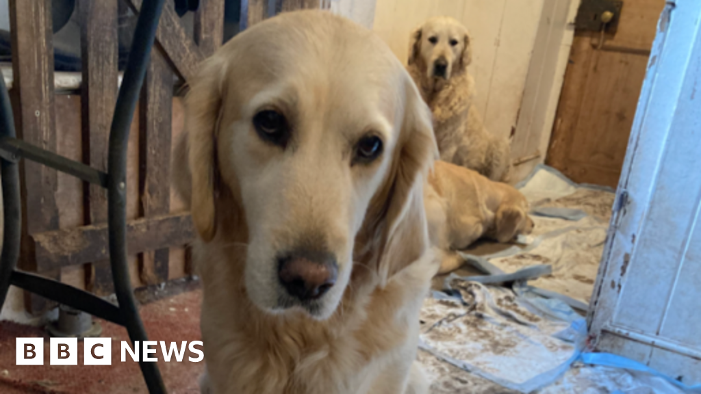 Golden Retriever Experience owner gets dog ban after animal deaths Golden Retriever Experience owner gets dog ban after animal deaths