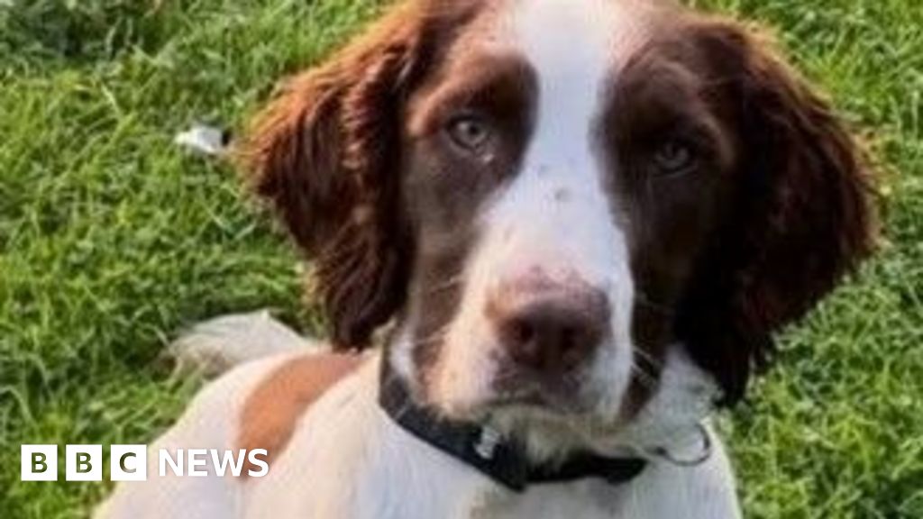 Dog who helped police Queen’s funeral dies in crash