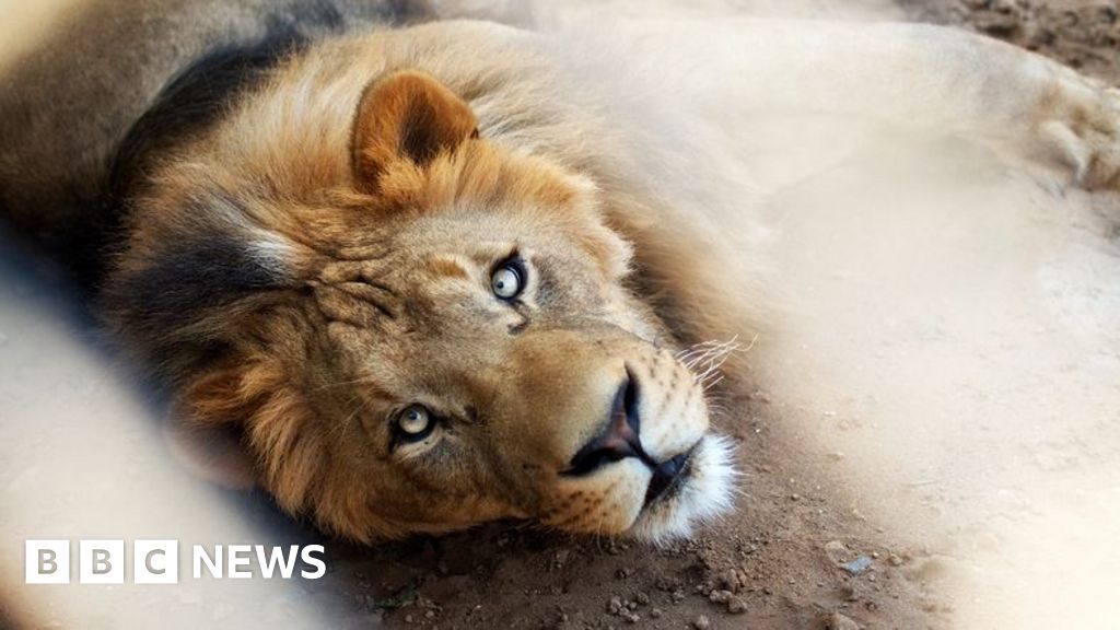 Pet lion’s owners arrested after big cat attacks three people
