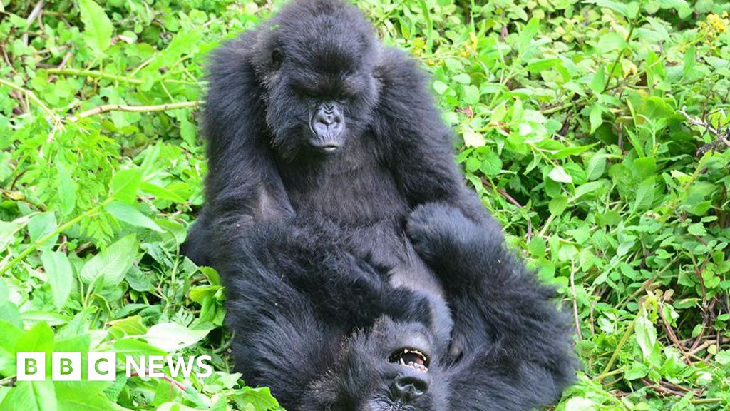Gorillas seek out old female friends when they move