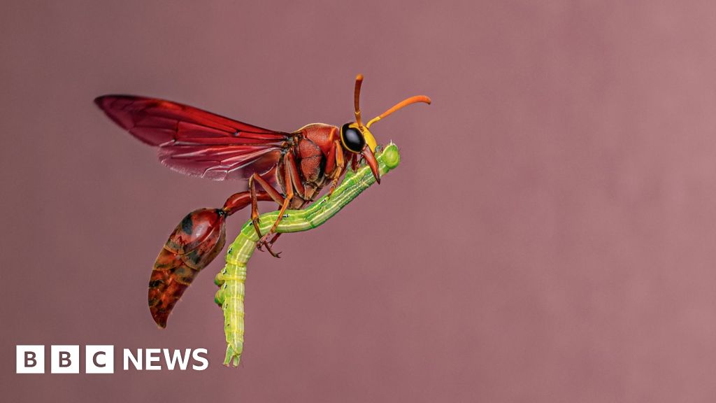 Potter wasp ‘riding a broomstick’ wows photography judges