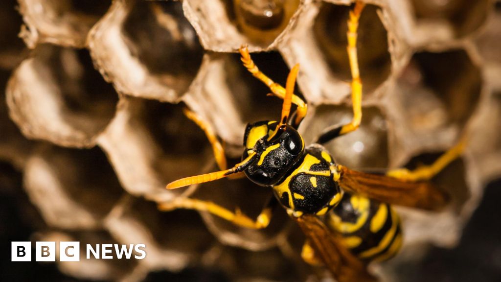 Radioactive wasp nest discovered at old US nuclear weapons site Radioactive wasp nest discovered at old US nuclear weapons site