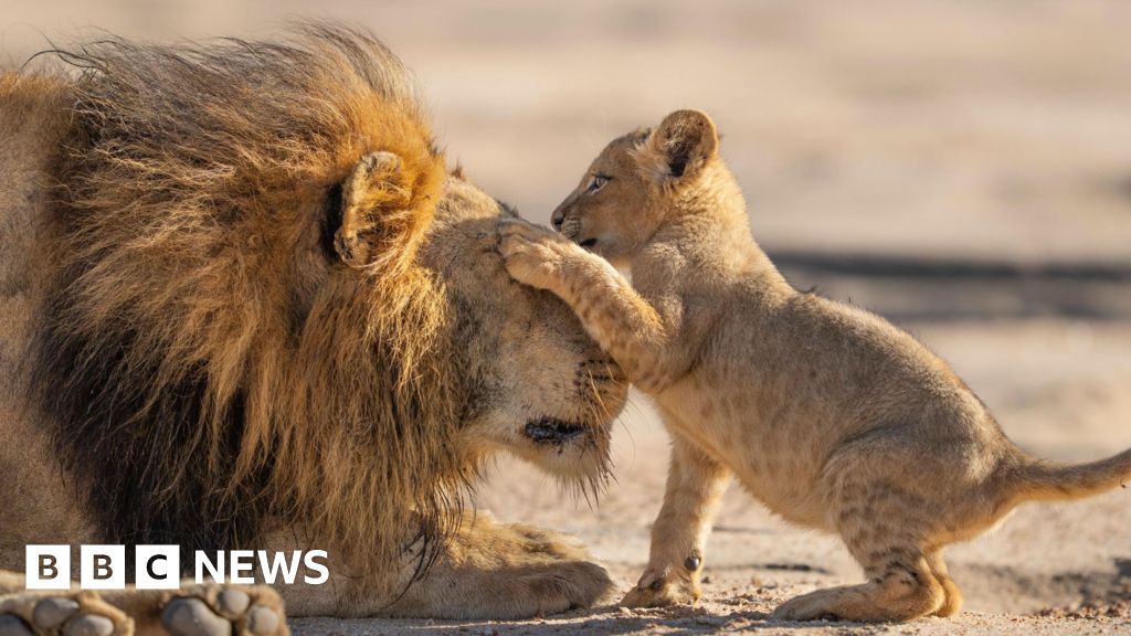 Attenborough gives ‘family feels’ in new show Parenthood