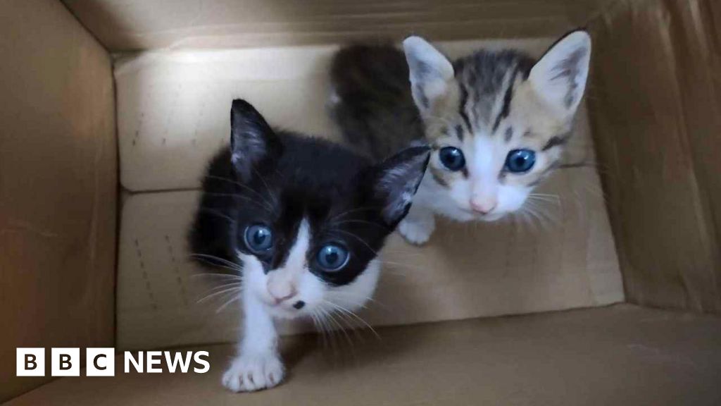 Cats electrocuted, drowned and starved cats in online torture groups, BBC finds Cats electrocuted, drowned and starved cats in online torture groups, BBC finds