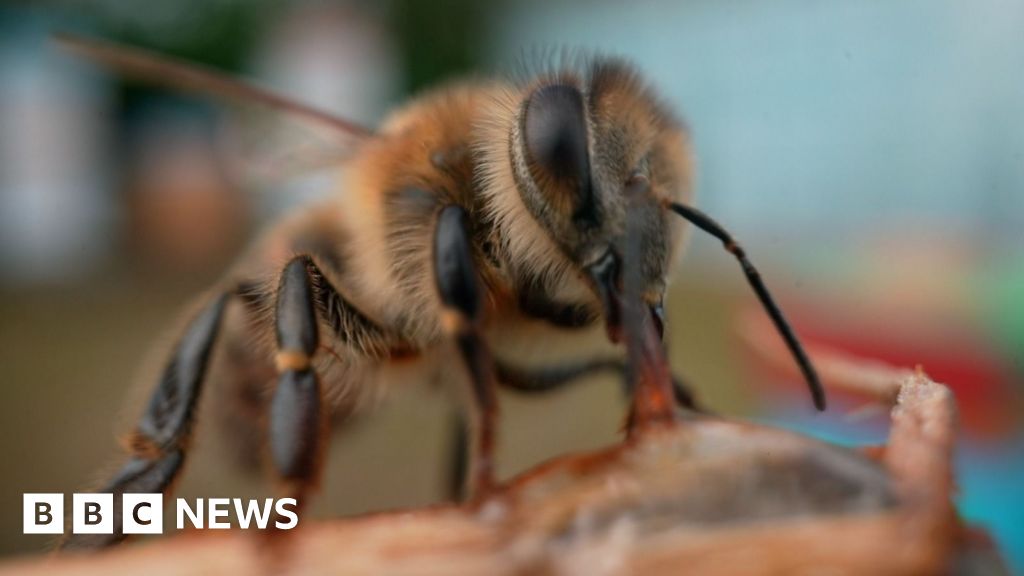 Scientists make ‘superfood’ that could save honeybees