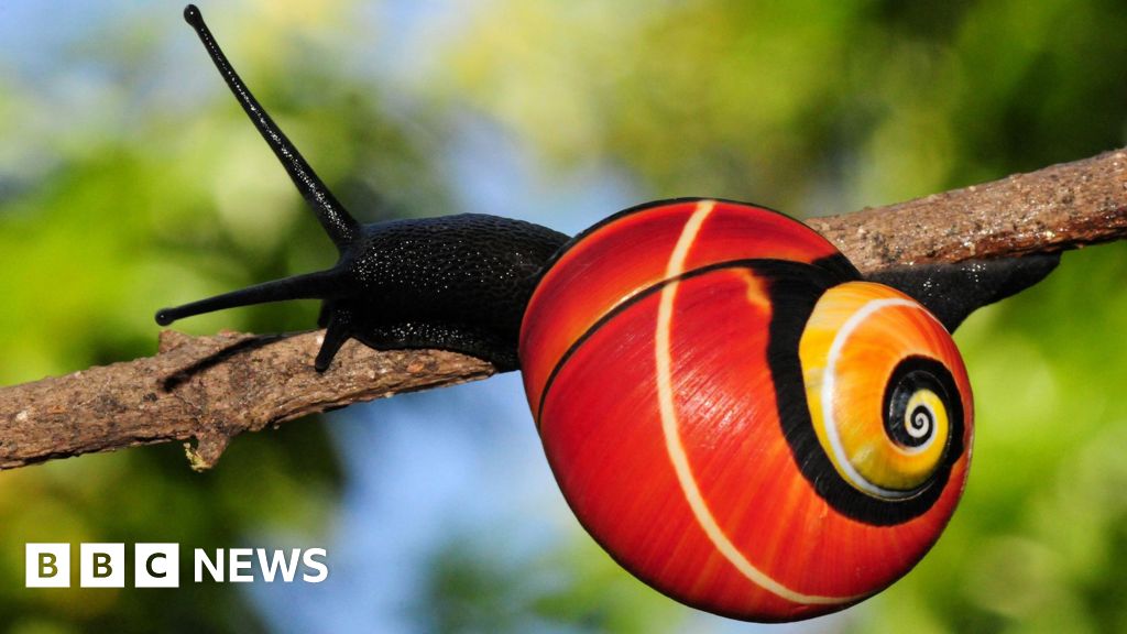 Mission under way to save ‘world’s most beautiful’ snails Mission under way to save ‘world’s most beautiful’ snails