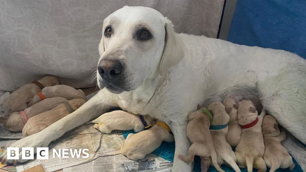 Llanharan pet sitter helps dog deliver 14 pups while owner away