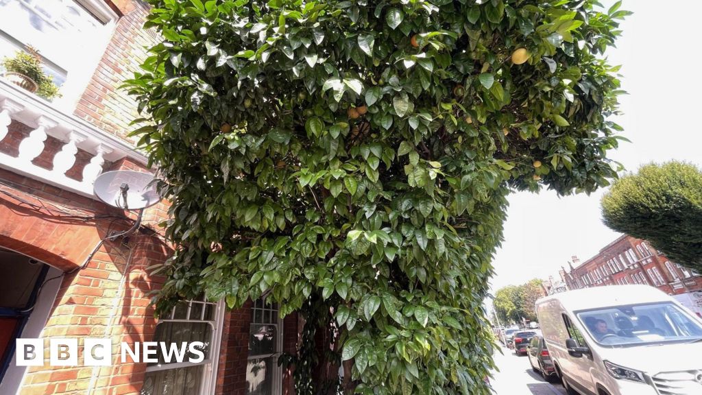 Battersea grapefruit tree given protected status