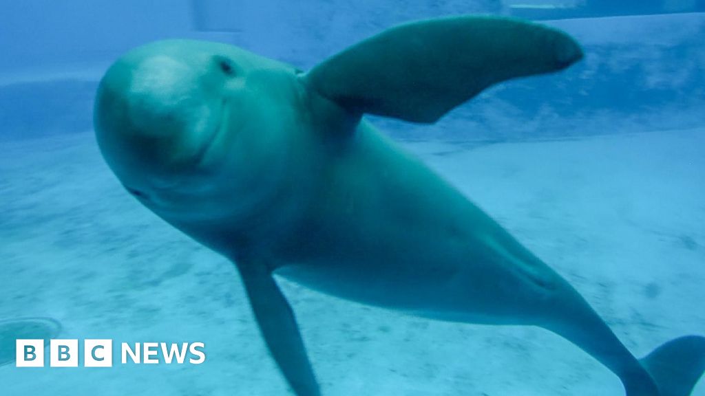 Saving China’s finless porpoise from the brink of extinction