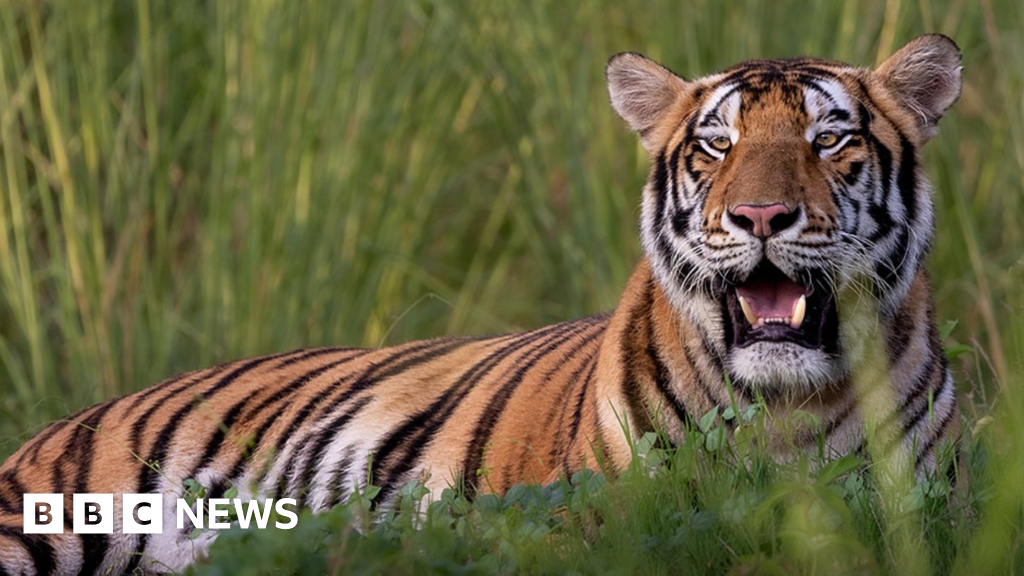 India’s top court sends investigators in to vast private animal collection