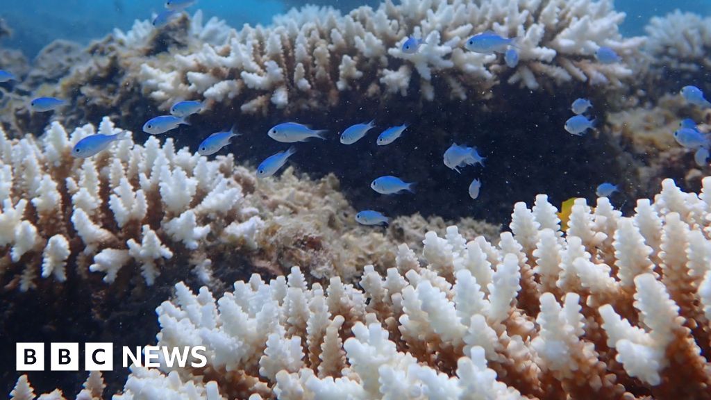 Worst coral bleaching on record for Western Australian reefs