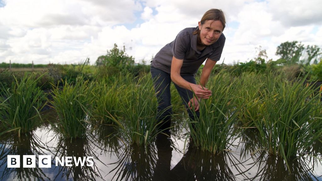 UK’s first rice crop ripe for picking after hot summer