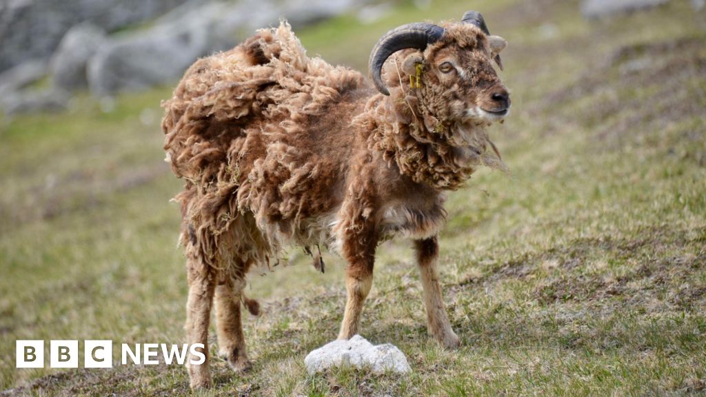 Fresh call from Uist vets for controls on remote St Kilda’s sheep