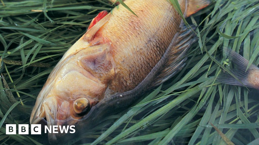Environment Agency failed to visit serious pollution incidents, leaked files show