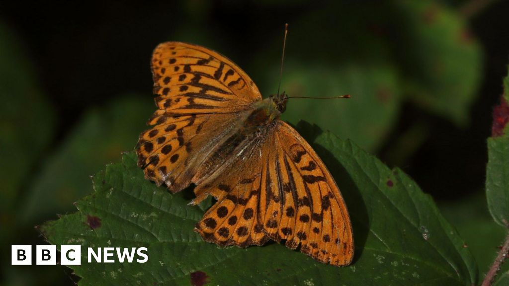 Rare butterfly spotted near Newcastle for first time since 1850