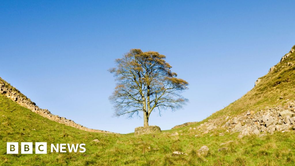 Counting rings reveals Sycamore Gap tree age range
