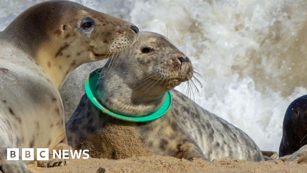 Neath Port Talbot council bans flying rings on beaches to save seals