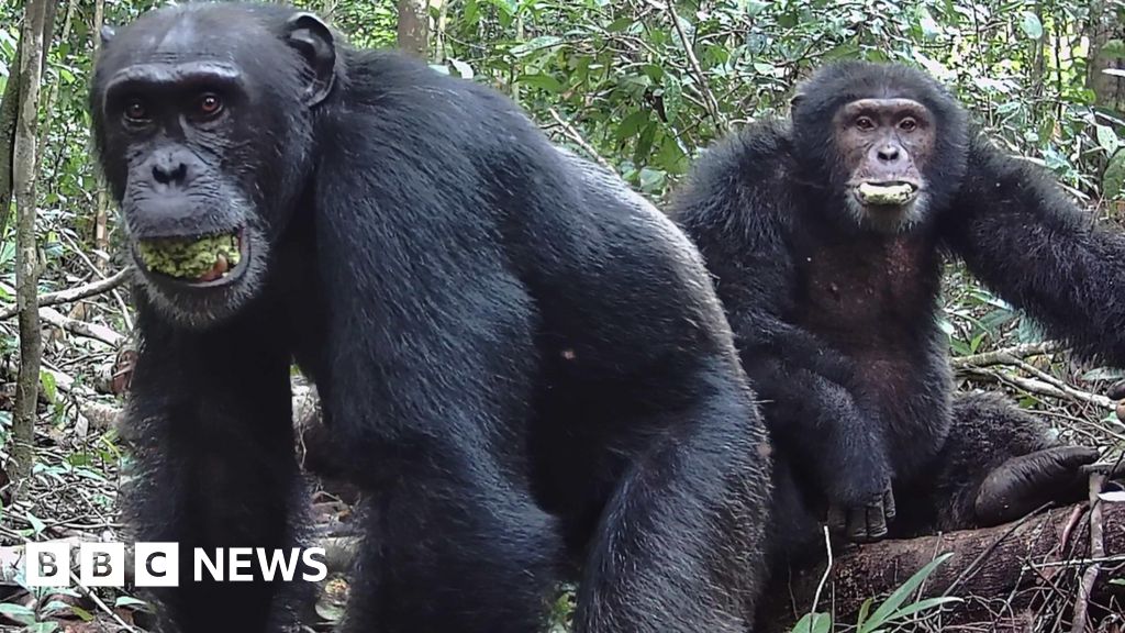 Chimps ‘lager a day’ in ripe fruit fuels drunken monkey theory