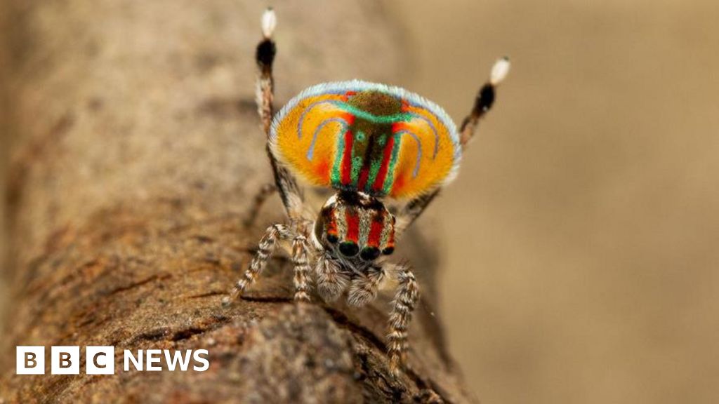 ‘Dark DNA’ may explain dancing spiders’ extraordinary diversity