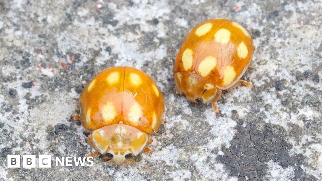 Rare ladybird recorded in the New Forest is a UK first