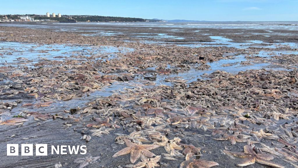 Thousands of starfish wash up on Kirkcaldy beach Thousands of starfish wash up on Kirkcaldy beach