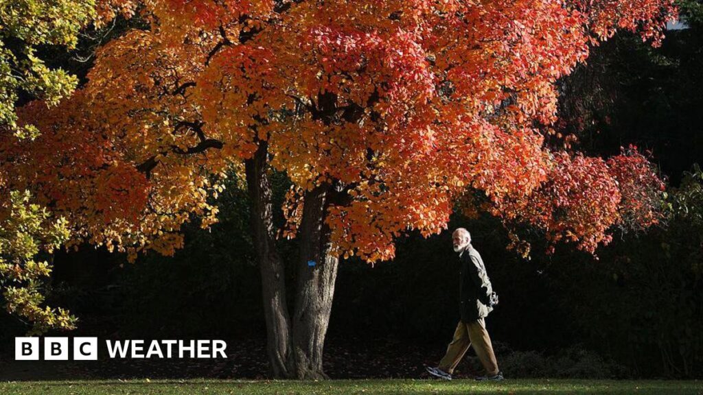 Spectacular autumn leaves expected after warm UK summer