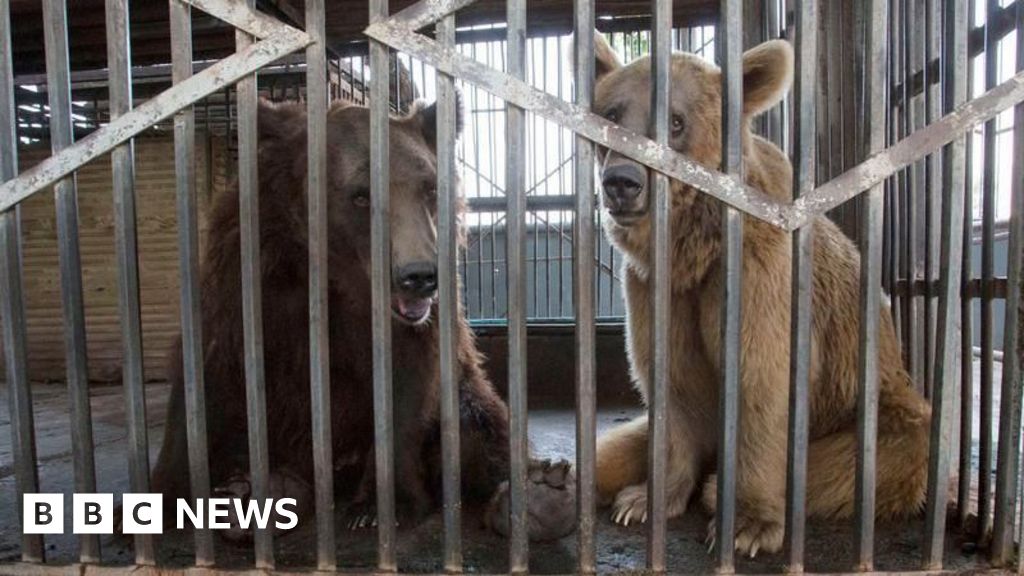 Uckfield charity says bears ‘enjoy life to the full’ after rescue Uckfield charity says bears ‘enjoy life to the full’ after rescue