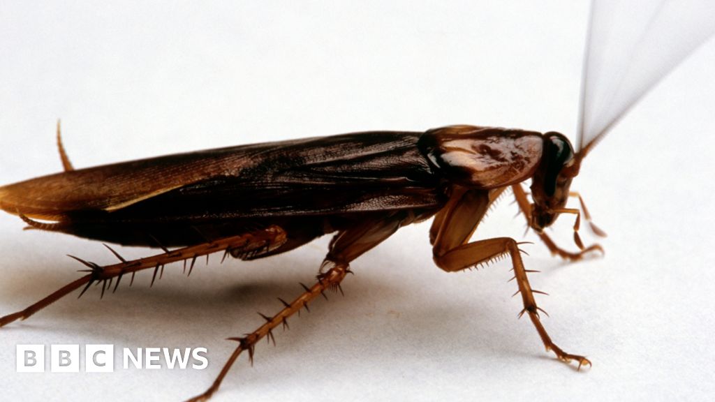 London buses infested with cockroaches, drivers say