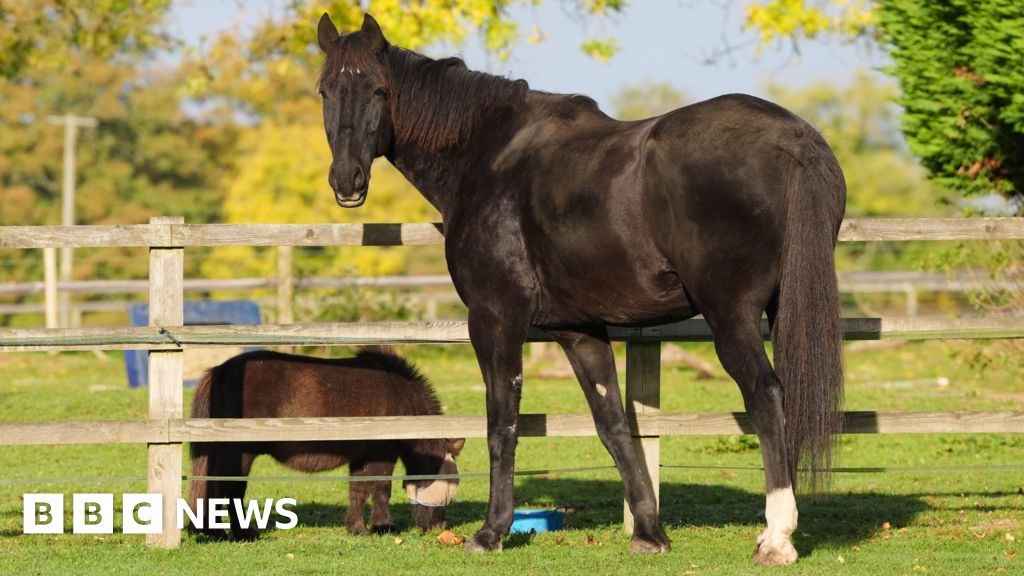 Injured runaway horse retires from military service