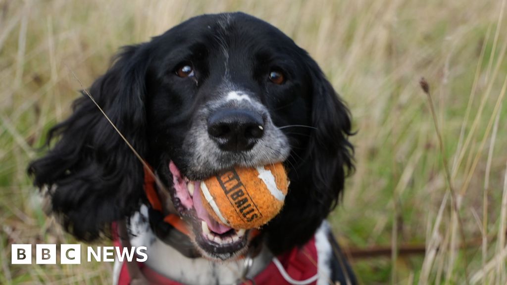Award-winning Wrexham Spaniel sniffing out wildlife crime Award-winning Wrexham Spaniel sniffing out wildlife crime