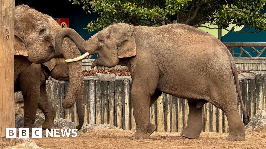 Vaccine breakthrough for deadly elephant virus