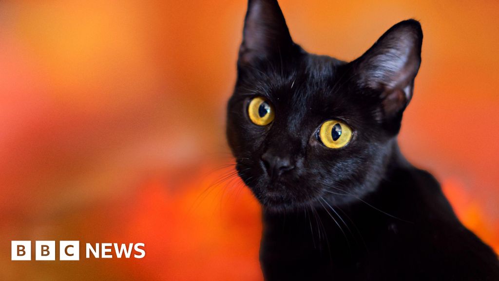 Catalonian town bans black cat adoptions during Halloween