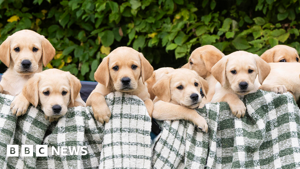 Warwickshire guide dog charity welcomes largest litter in years