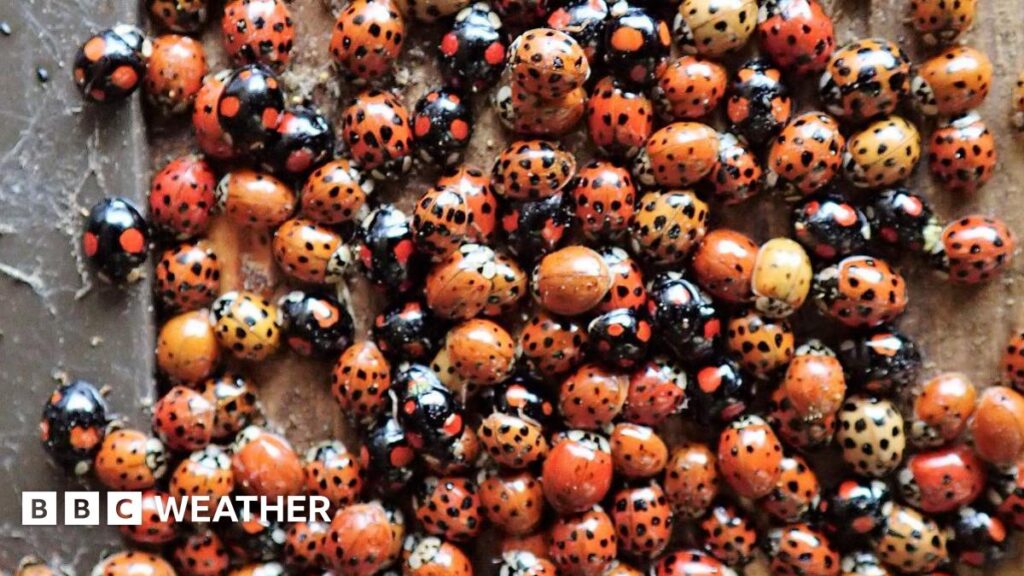 Why so many ladybirds are swarming UK houses