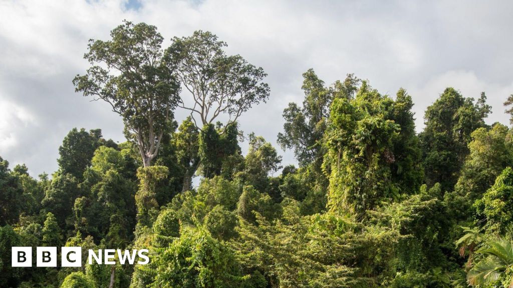 Australia’s rainforests are releasing more carbon than they absorb, warn scientists Australia’s rainforests are releasing more carbon than they absorb, warn scientists