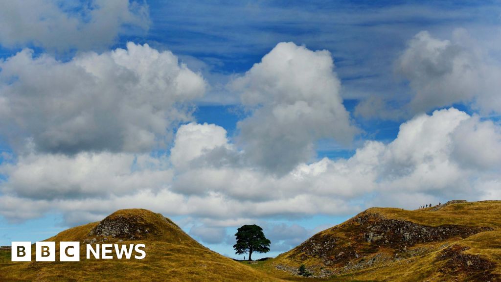 Sycamore Gap tree stump ‘at risk’ from tributes